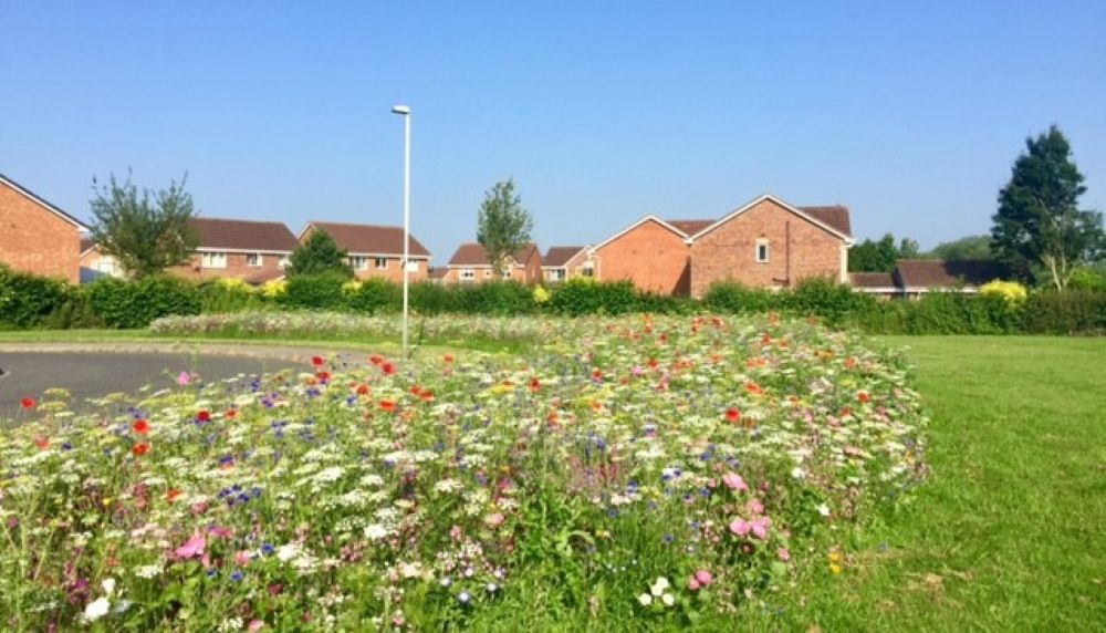 Wildflowers in Housing