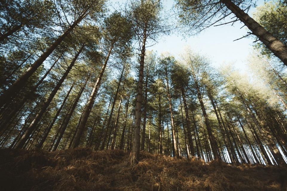 Wide angle view of the New Forest